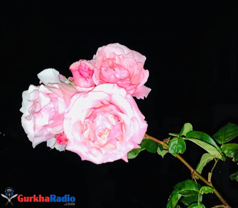 Pink rose